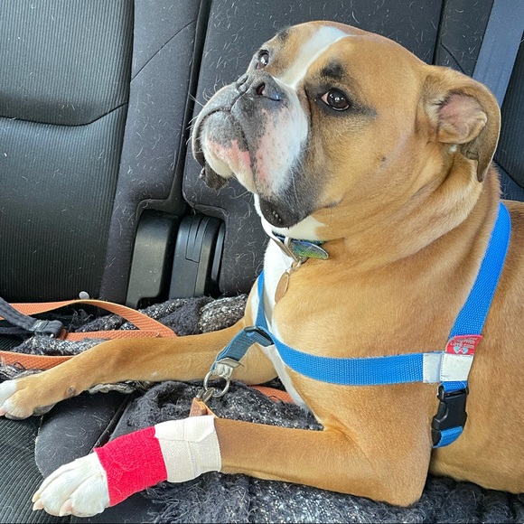 Meet your Posher, Cassandra - Picture 1 of 1